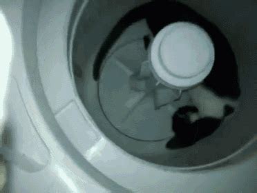 Cat Powered Washing Machine GIF - Cat Powered Washing - Discover & Share GIFs