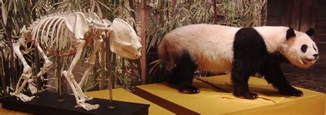 File:Giant panda-Tonton-1.jpg - Wikimedia Commons
