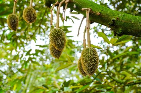 Premium Photo | Durian on a tree