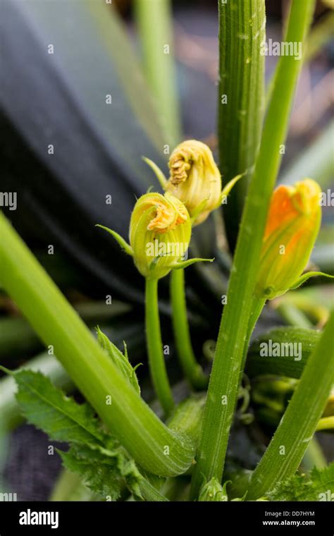 courgette flowers Stock Photo - Alamy