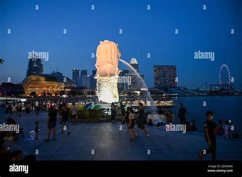 Merlion Park, a iconic statue in Singapore at Night. Merlion is a ...