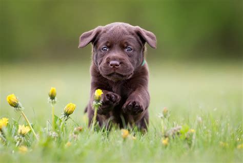 Find the right food for a Labrador Retriever