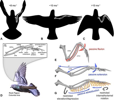 Bird Wing Anatomy Bones