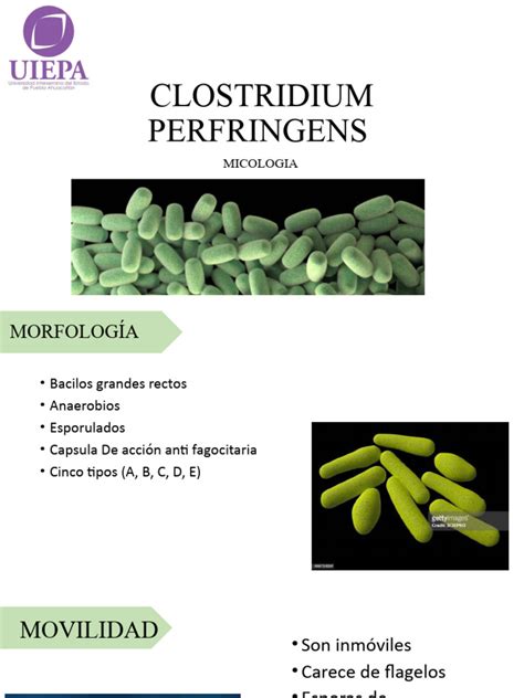 Clostridium Perfringens | PDF