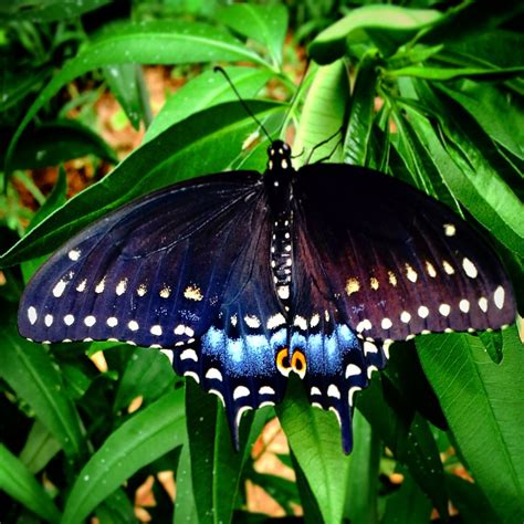 Eastern Black Swallowtail Emergence at Hildacy - Natural Lands