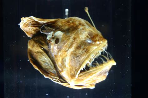 The Angler Fish: A Mystery of The Deep
