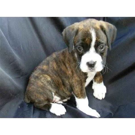 Brindle Boxer Puppy Pictures | animalgals