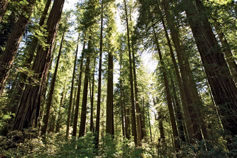 Redwood National Park | Hiking, Wildlife, Old-Growth Forests | Britannica