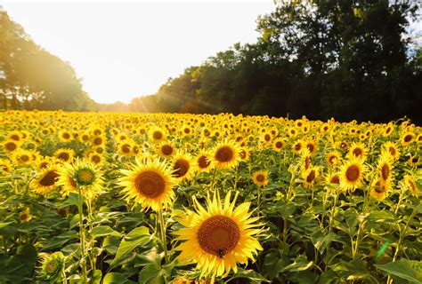 Sunflower River Farm | Best Flower Site