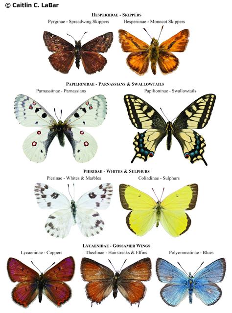 butterfly species