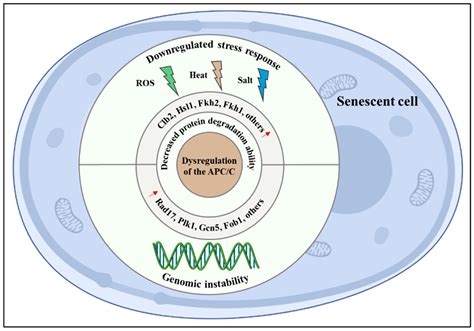 IJMS | Free Full-Text | The Anaphase-Promoting Complex/Cyclosome Is a ...