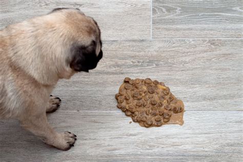 What Foods Make Dogs Throw Up