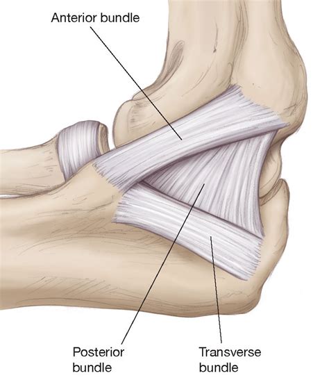 Ulnar Collateral Ligament Elbow