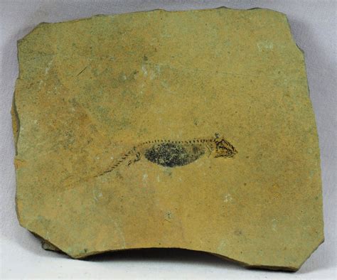 Apateon pedestris Fossil for Sale