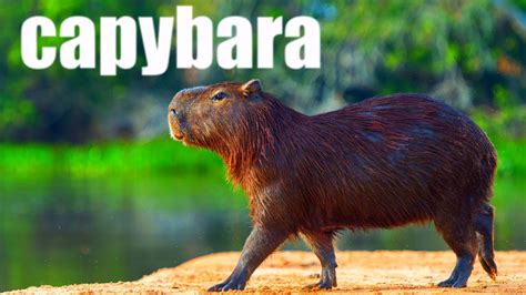 Capybara: The Biggest Waterspout | Interesting Rodent Facts - YouTube