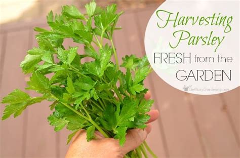 Harvesting Parsley Fresh From The Garden - Get Busy Gardening