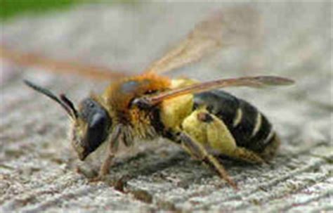 Solitary Bees - Dublin Beekeeping Services