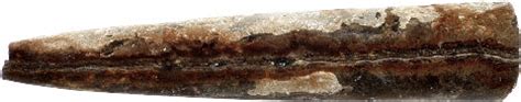 Belemnites Facts - information about the extinct, prehistoric animal, belemnites