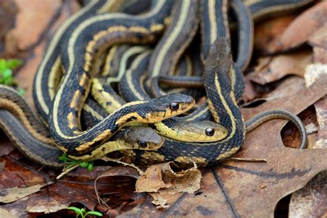 Garter Snake Venom