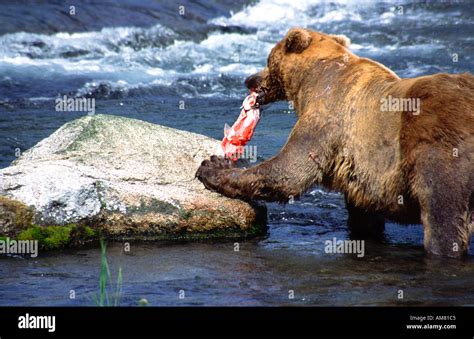 Grizzly Bear eating Salmon Katmai Alaska Stock Photo - Alamy