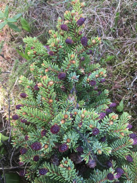 Black spruce – AWES | Agroforestry and Woodlot Extension Society of Alberta