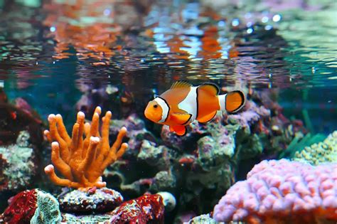 Clownfish (Nemo) Care Guide & Species Profile | Fishkeeping World