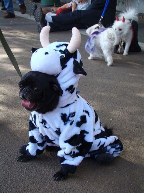 √ Dog Cow Costume