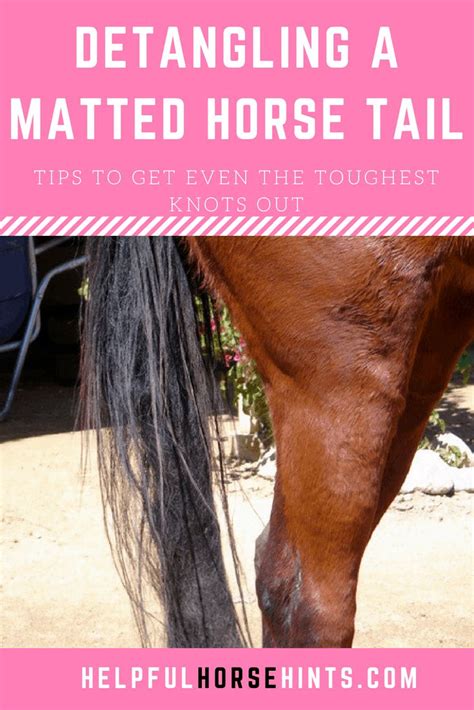 Detangling A Matted Tail - Extreme Before After | Helpful Horse Hints ...