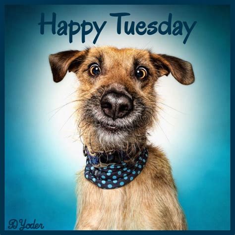 Happy Tuesday Dog