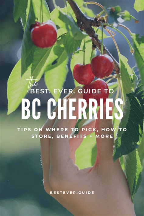 Best Ever Guide To Cherry Picking In BC - BestEver.Guide