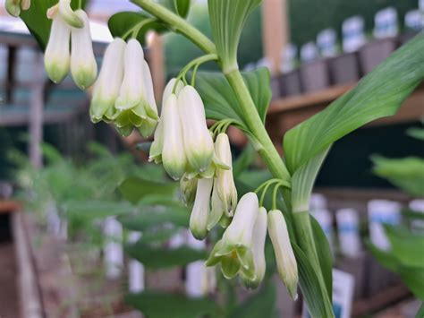 POLYGONATUM biflorum - Avondale Nursery