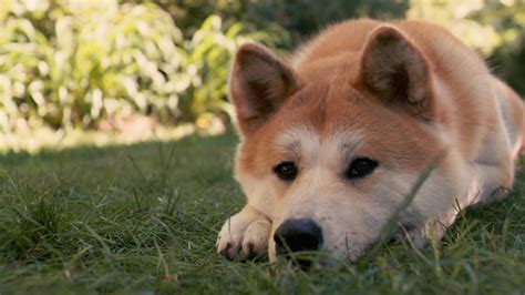 🔥 [70+] Shiba Inu Wallpapers | WallpaperSafari