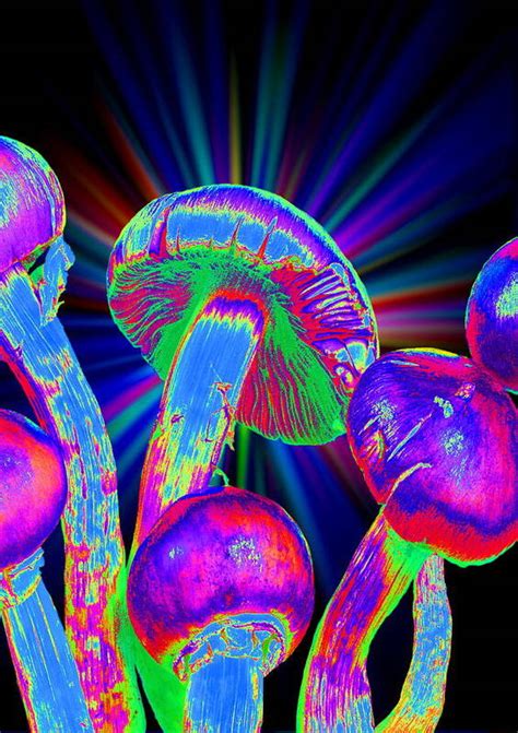 Magic Mushrooms Art Print by Martin Bond/science Photo Library