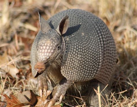 armadillo leprosy – Adair's Animal Nuisance Trapping