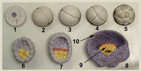 Stages of early embryonic development Diagram | Quizlet