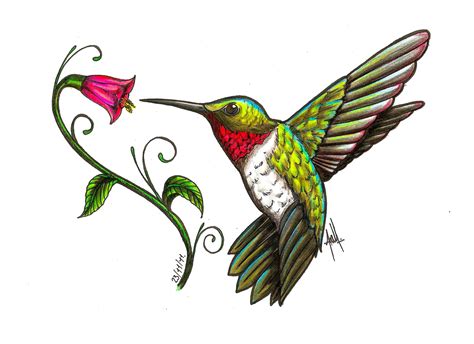 hummingbird | Hummingbird tattoo, Hummingbird art, Hummingbird drawing