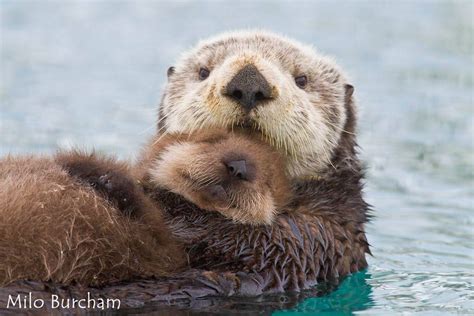 Sea Otter Momma Hugging Her Baby