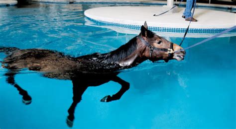 Can Horses Swim? The Facts about horses and swimming - Seriously Equestrian