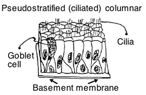 Pseudostratified Columnar Epithelium | Histology, Anatomy & Types