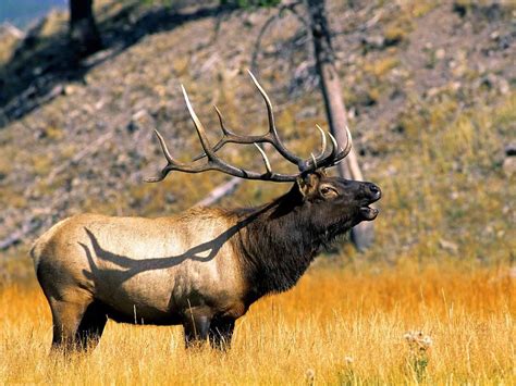 Bull Elk Wallpapers - Top Free Bull Elk Backgrounds - WallpaperAccess