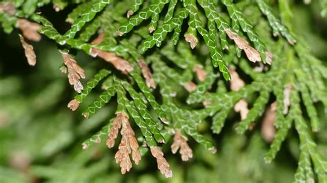 Conifer Pests, Diseases and Other Problems