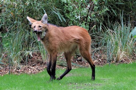 Maned Wolves: Meet them at Zoo Leipzig!