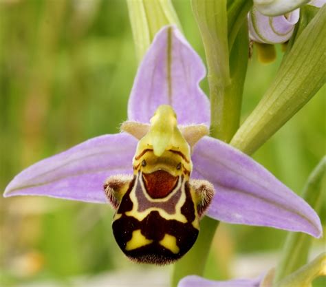 Sneaky orchids and their pollination tricks | Kew