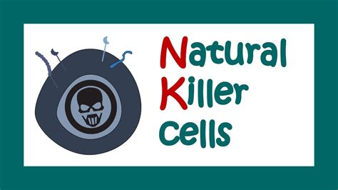 Natural Killer cells | Functions of Natural killer cells | Immune function of NK cells - YouTube