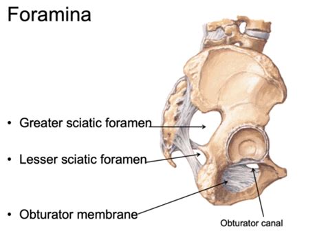 Greater and Lesser Sciatic Foramen Contents Flashcards | Quizlet