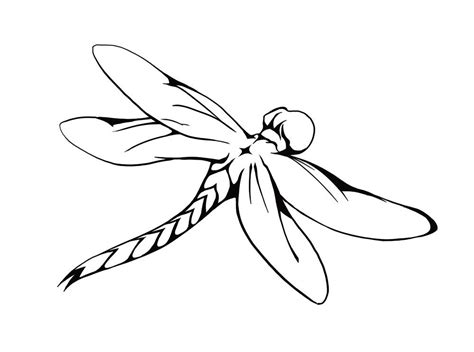 Digital Archives - Stephen Ingram - Artist | Dragonfly drawing, Dragon ...