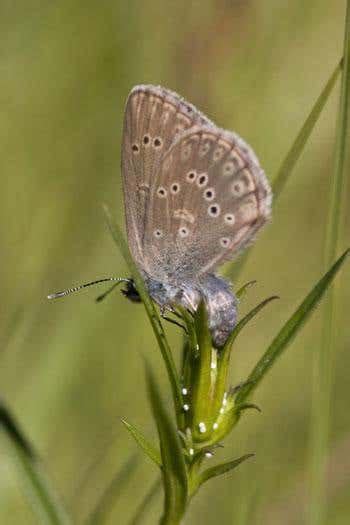 Parasitic butterflies fool ants with smell | New Scientist