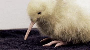 Kiwi Bird GIFs - Find & Share on GIPHY