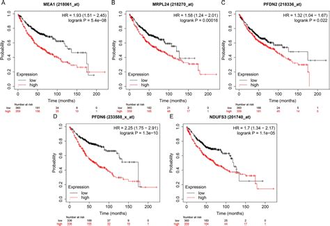 Identification of the susceptibility genes for COVID-19 in lung adenocarcinoma with global data ...