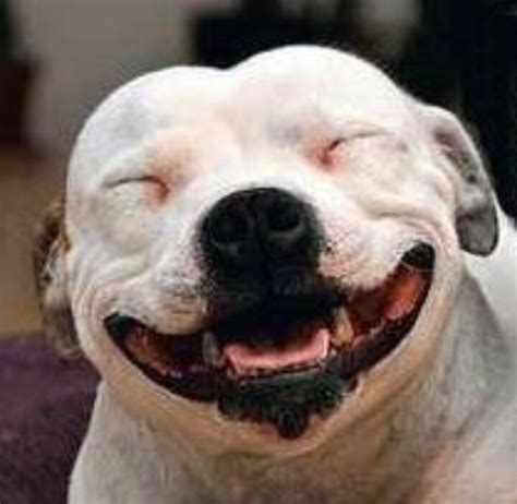 Cheese! | Smiling animals, Smiling dogs, Dogs